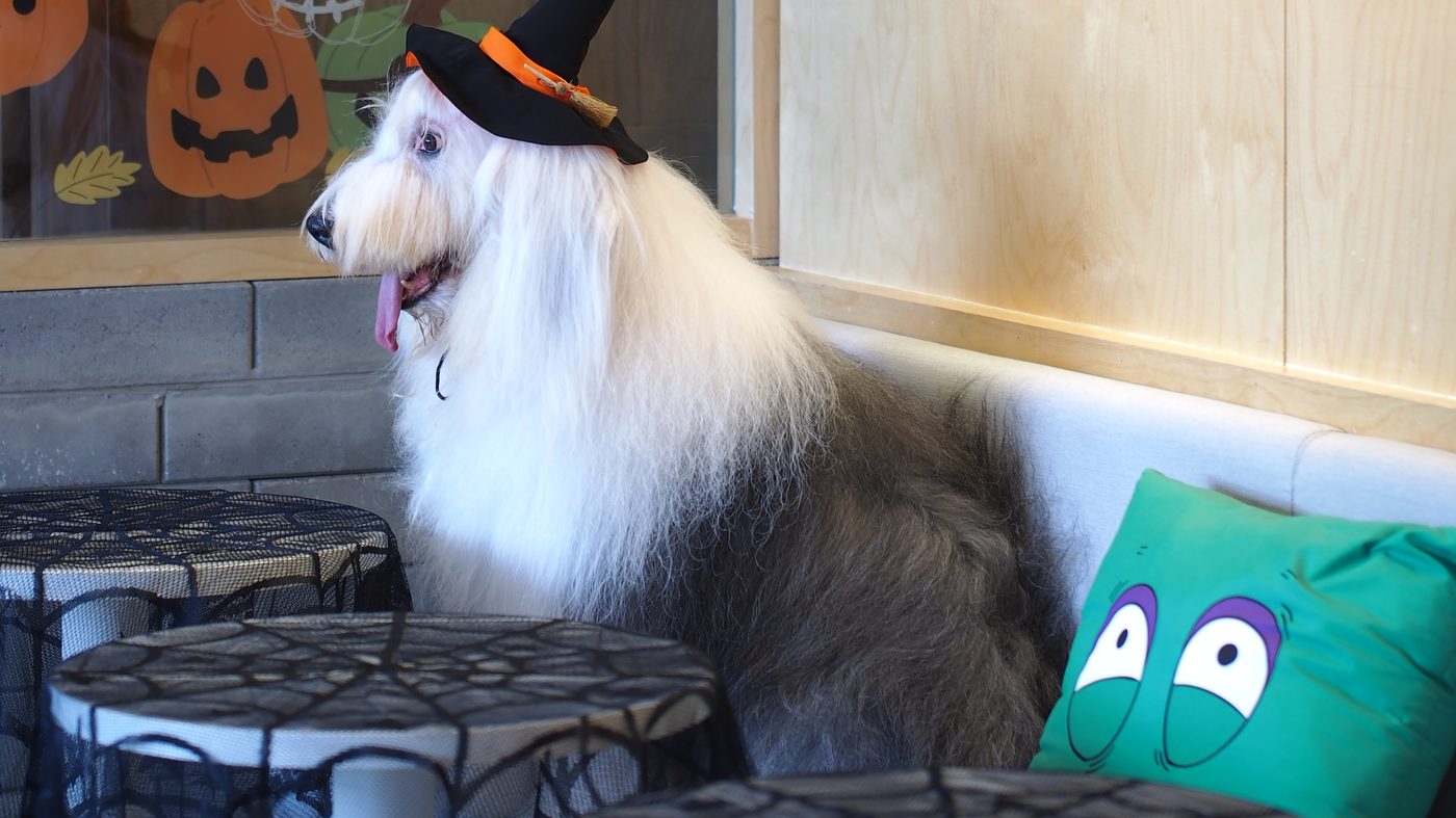 Pet Friendly